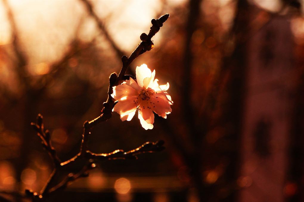 冬の桜に会いました。