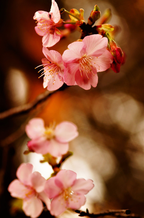 今年の河津桜
