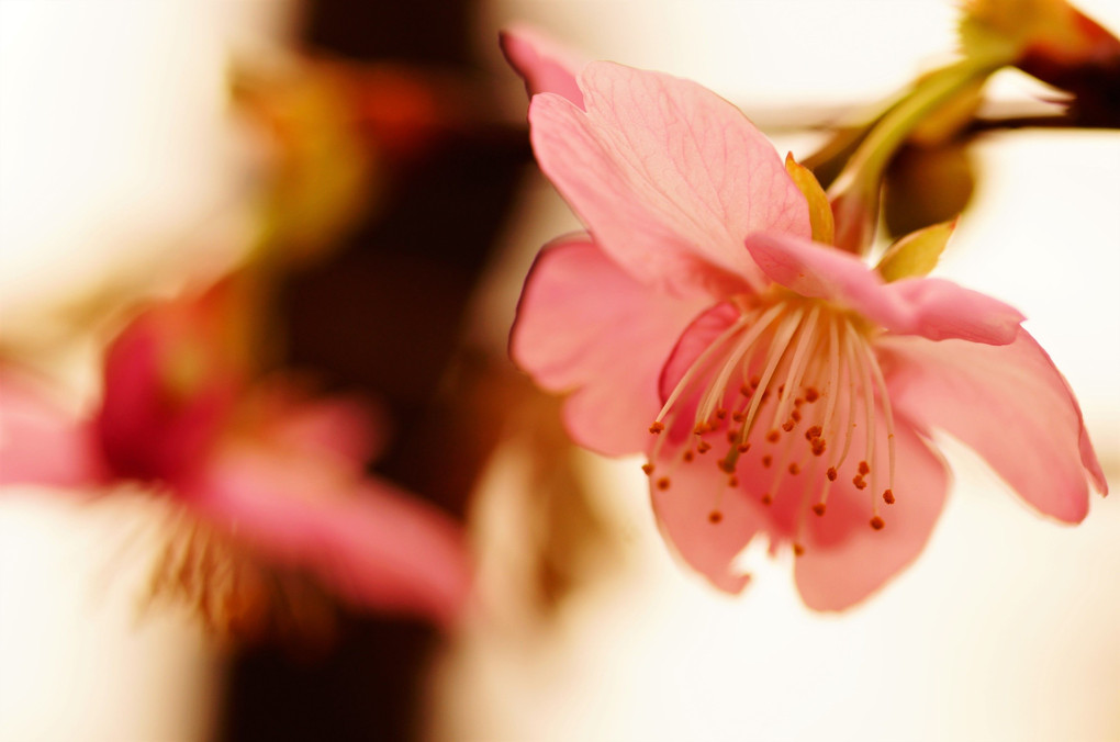 今年の河津桜