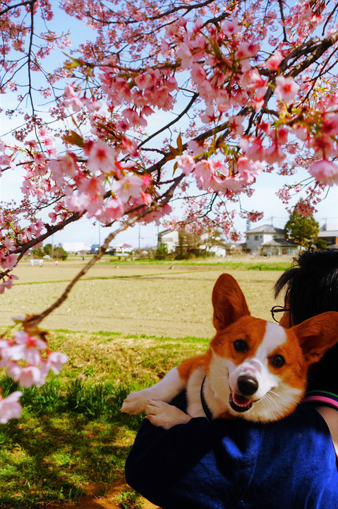 抱っこお花見コニー