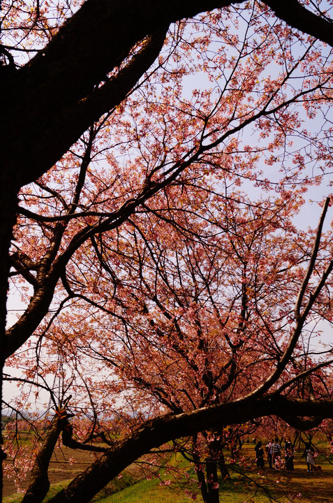 今年の桜　今年のコニー