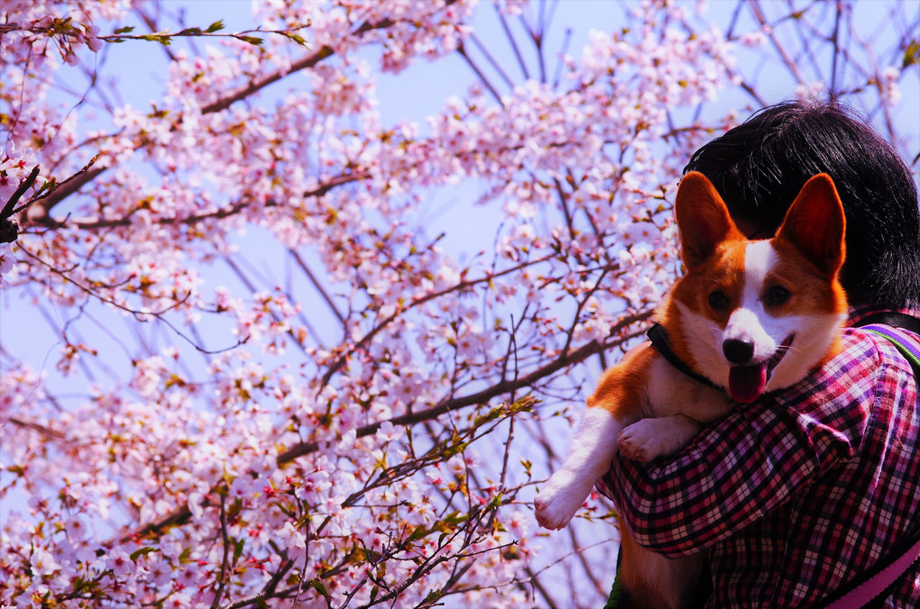桜の季節おさんぽコニー