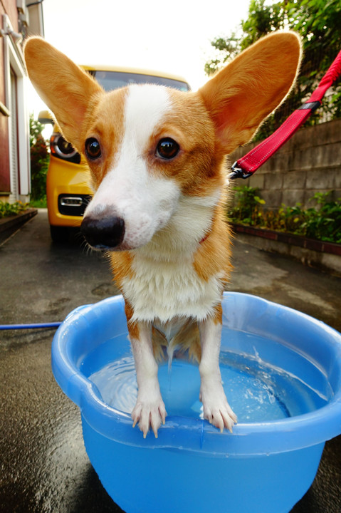 初プールのコニーちゃん