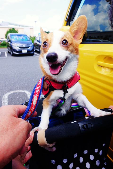 初めて行くアウトレットモール　コニーちゃん