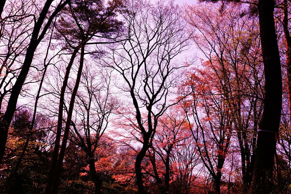 コニーカメラマンの春の森林公園③