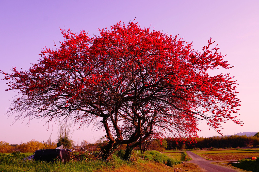 赤い花の木の季節