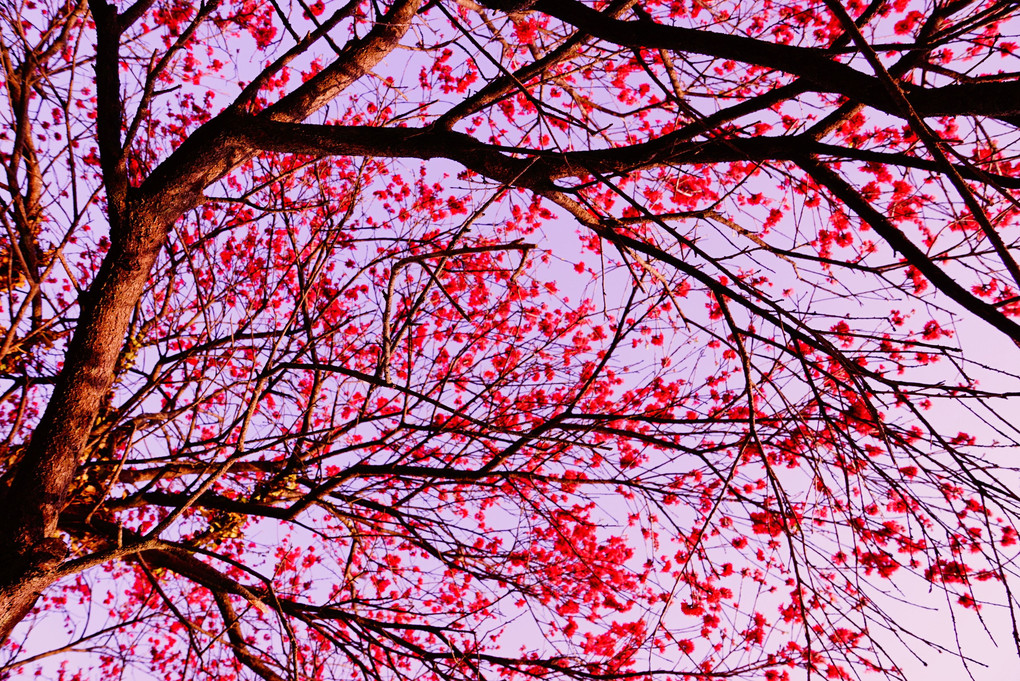 赤い花の木の季節
