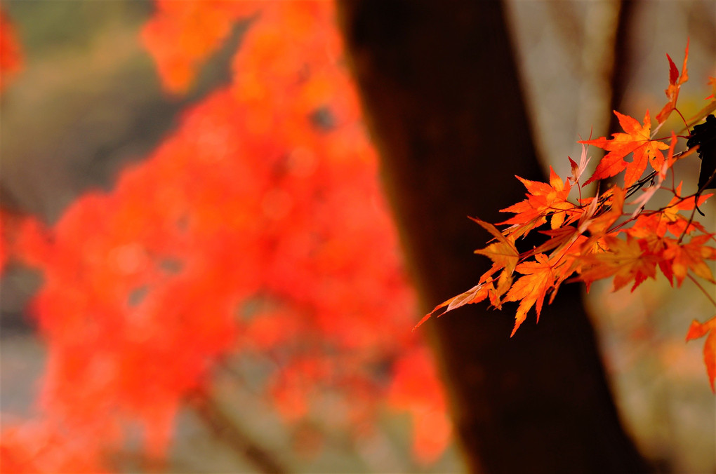 紅葉に物思いの秋