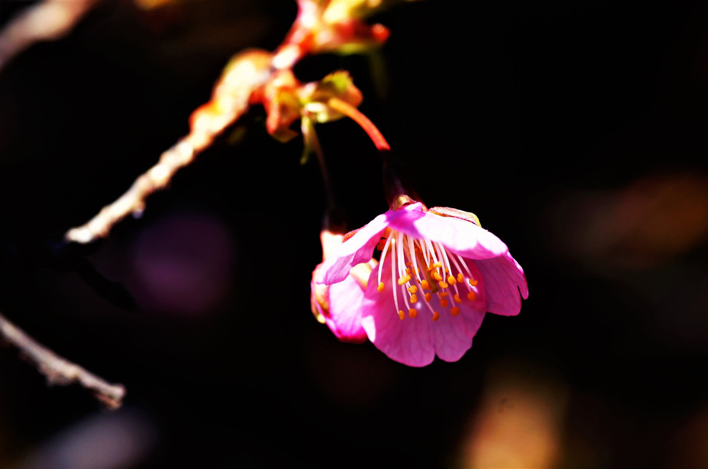 わが家の河津桜ちゃん咲いてきました！