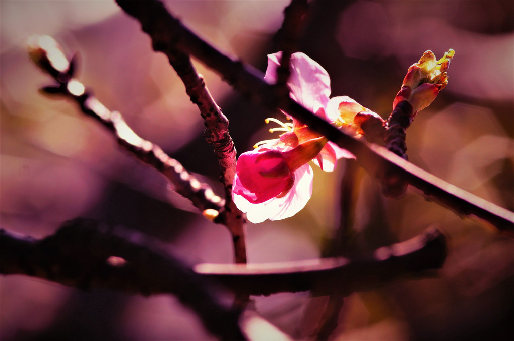 わが家の河津桜ちゃん咲いてきました！