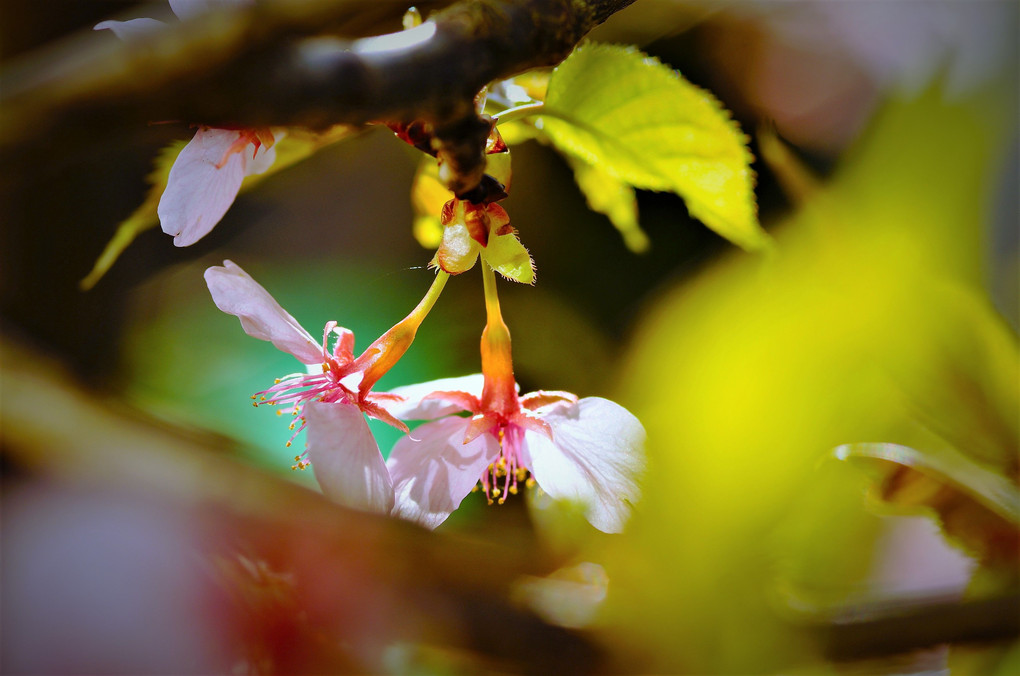河津桜の世界