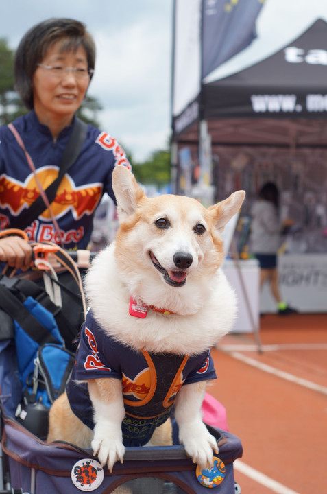 レッドベコのサイクルジャージ