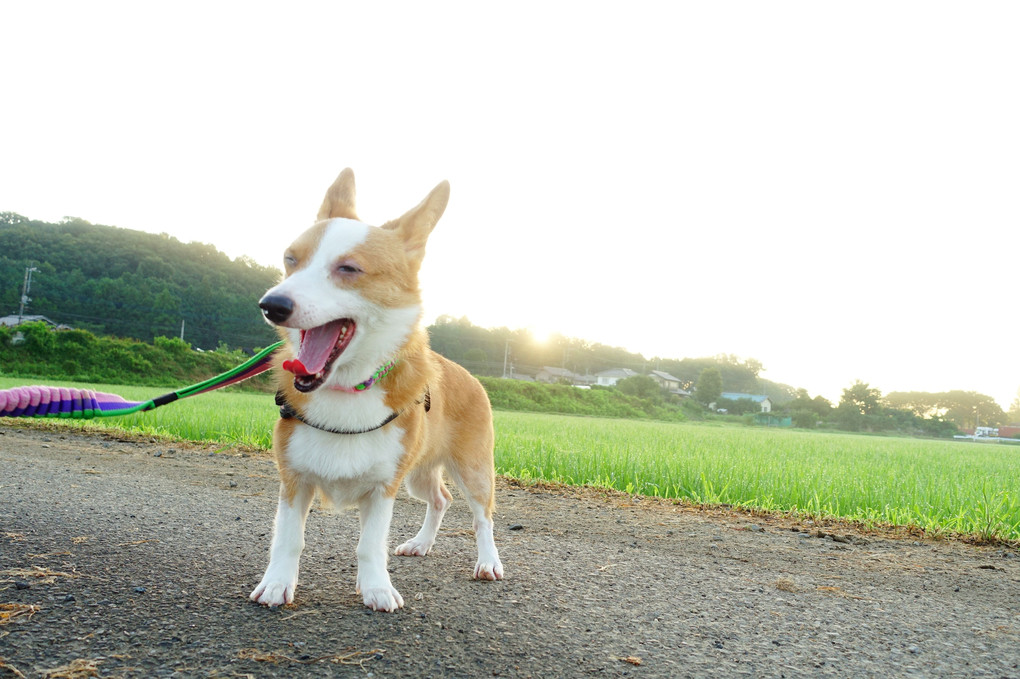 朝日を待つコニー