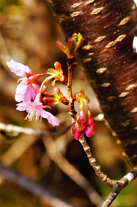 河津桜の春