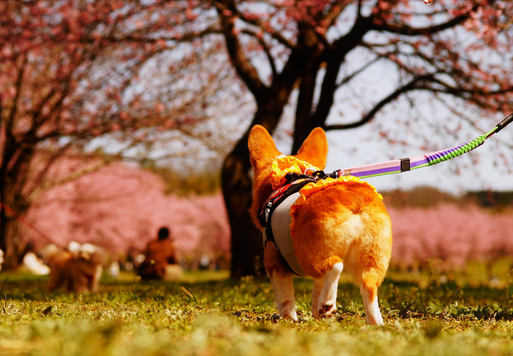 お花見コニー　その1