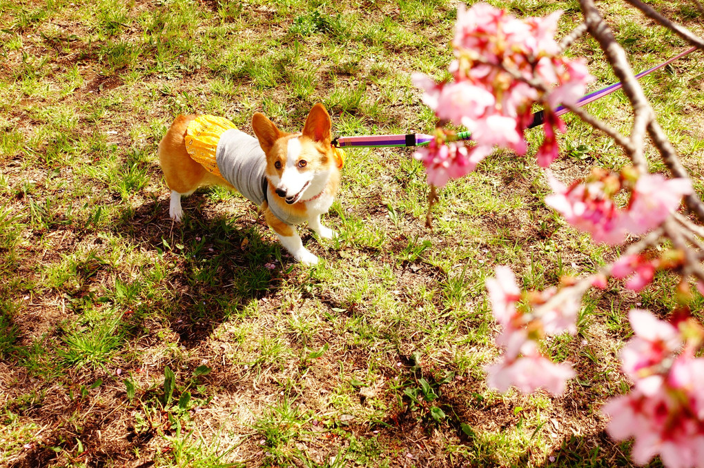 お花見コニー　その2