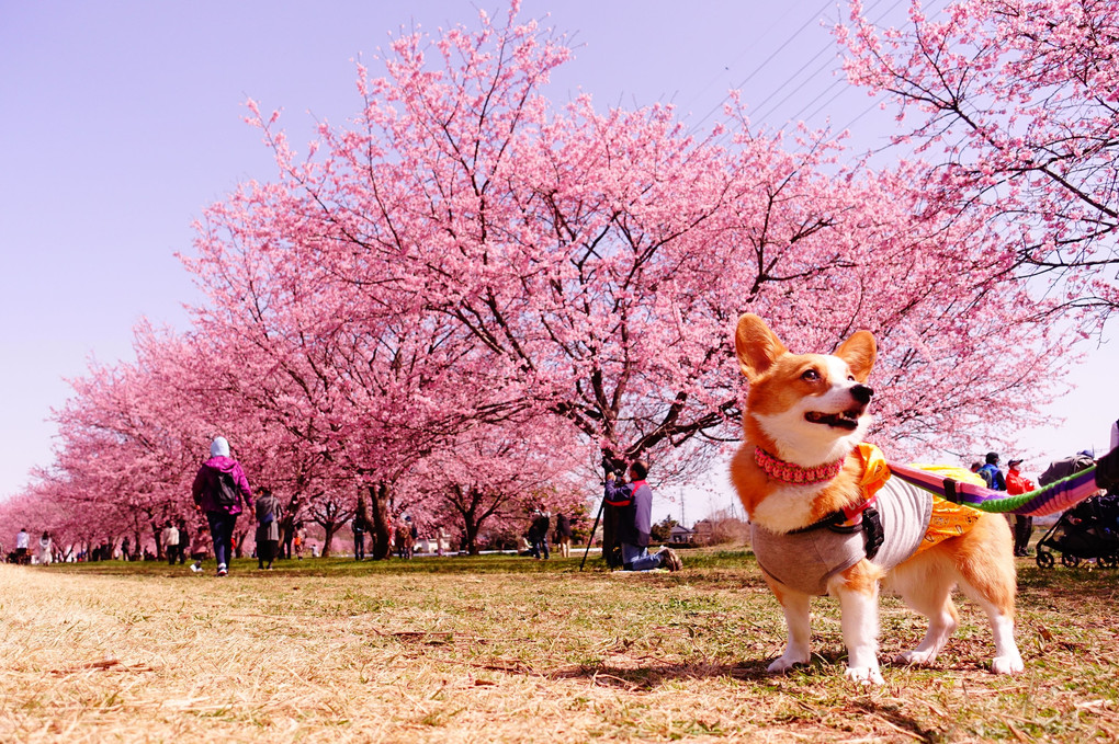 お花見コニー　その2