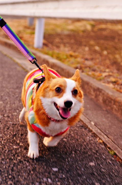 昨日のお散歩ニコニコさん