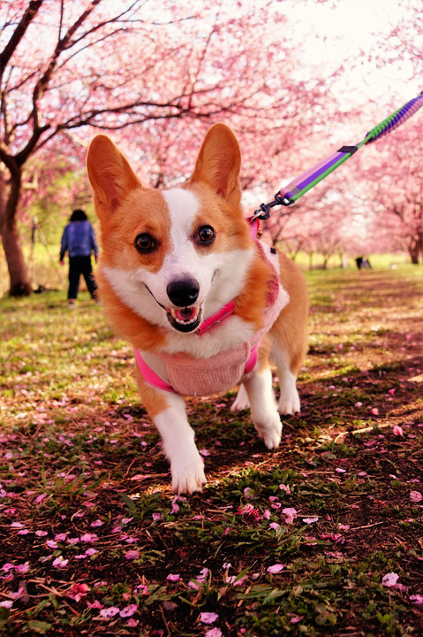 にこにこさんのお花見さんぽ