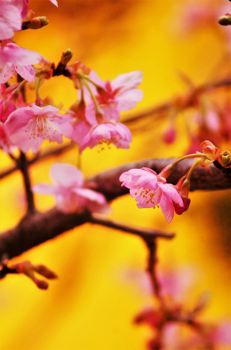 我が家の河津桜とヒヨドリ