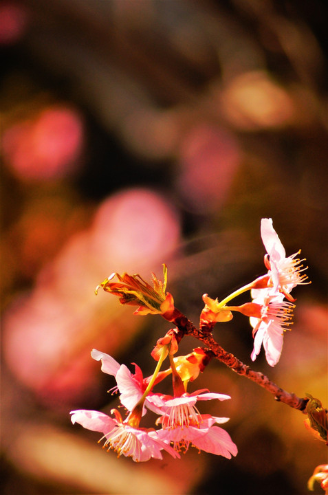 我が家の河津桜とヒヨドリ