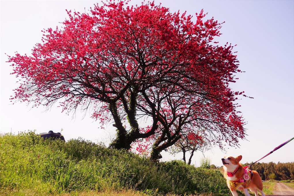 赤い花の木おさんぽ