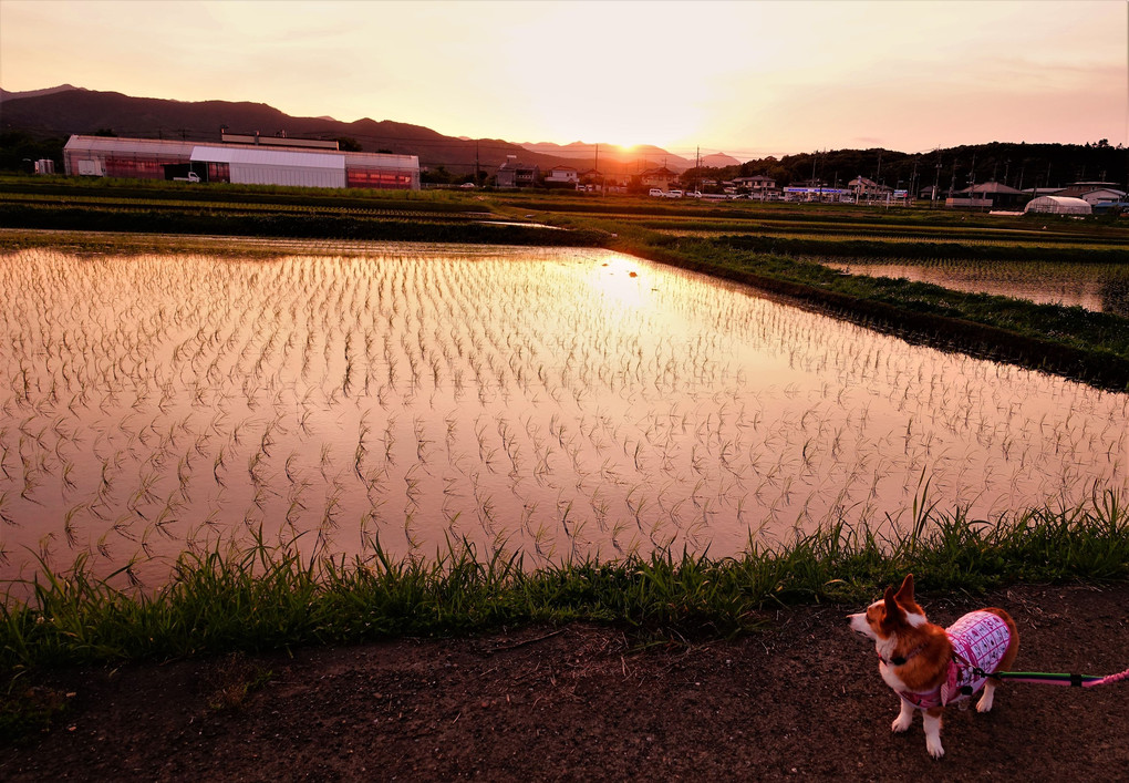 今日のお日さま　ありがとう。