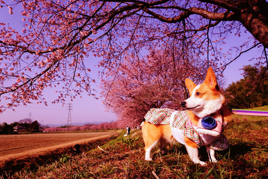 コニーカメラマンの桜まつり