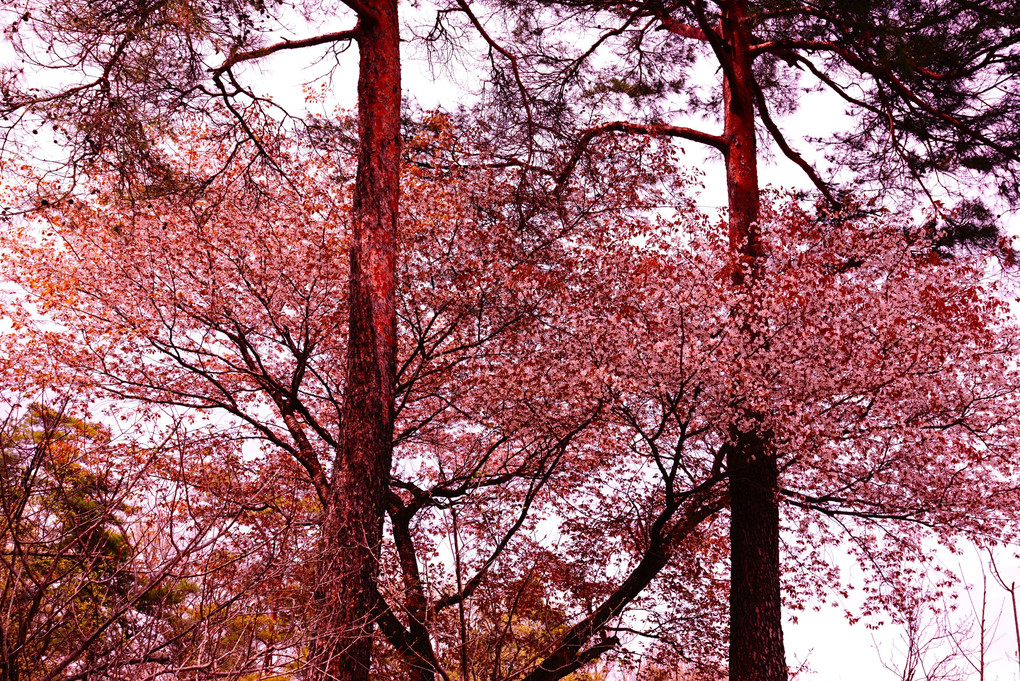 コニーカメラマンの春の森林公園②