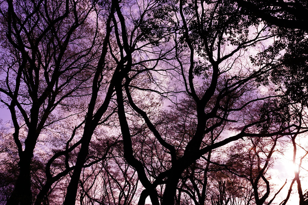 コニーカメラマンの春の森林公園⑤