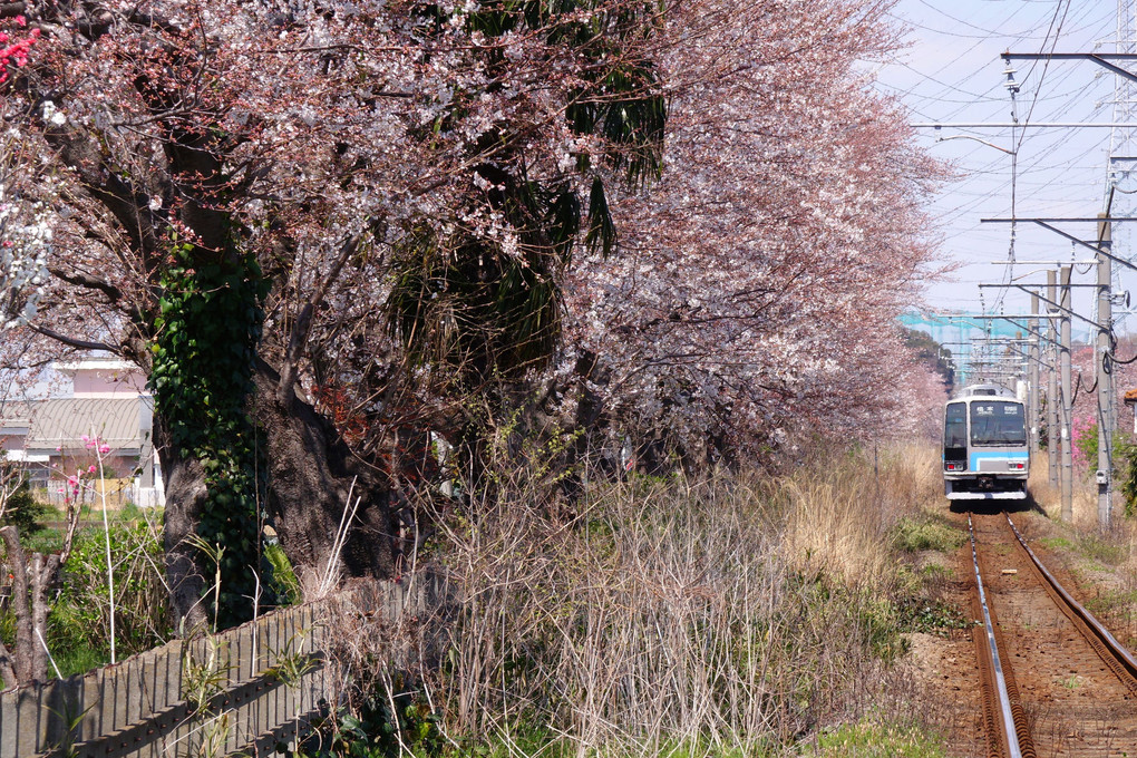 相模線の桜並木