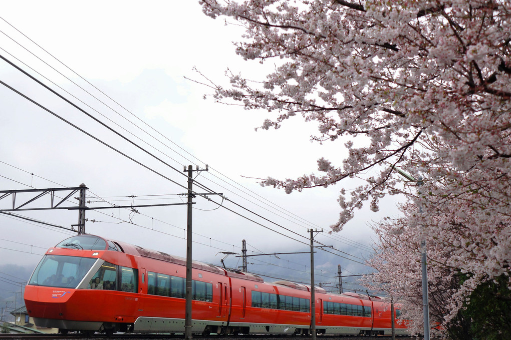 歓迎の桜