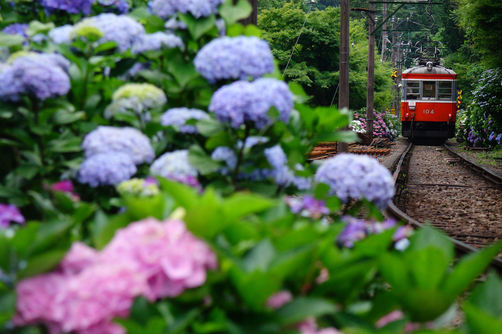 紫陽花が似合うレトロな電車