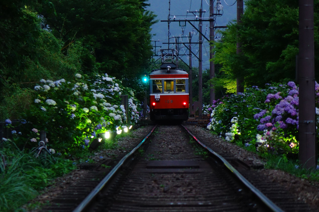 紫陽花が似合うレトロな電車