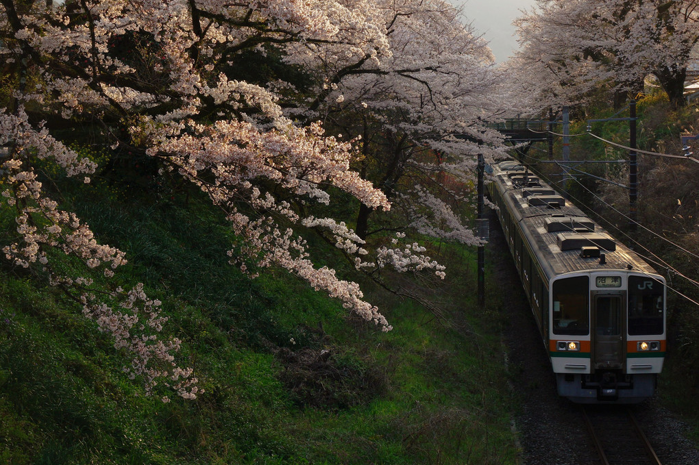 桜のトンネルをくぐる列車