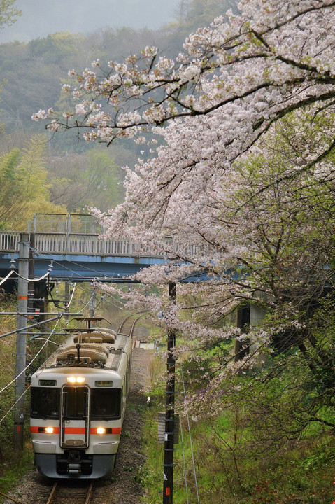 桜のトンネルをくぐる列車