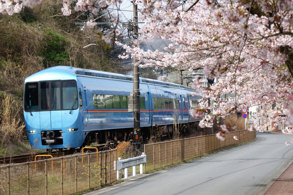 来年の桜は、ゆっくり花見でも‼