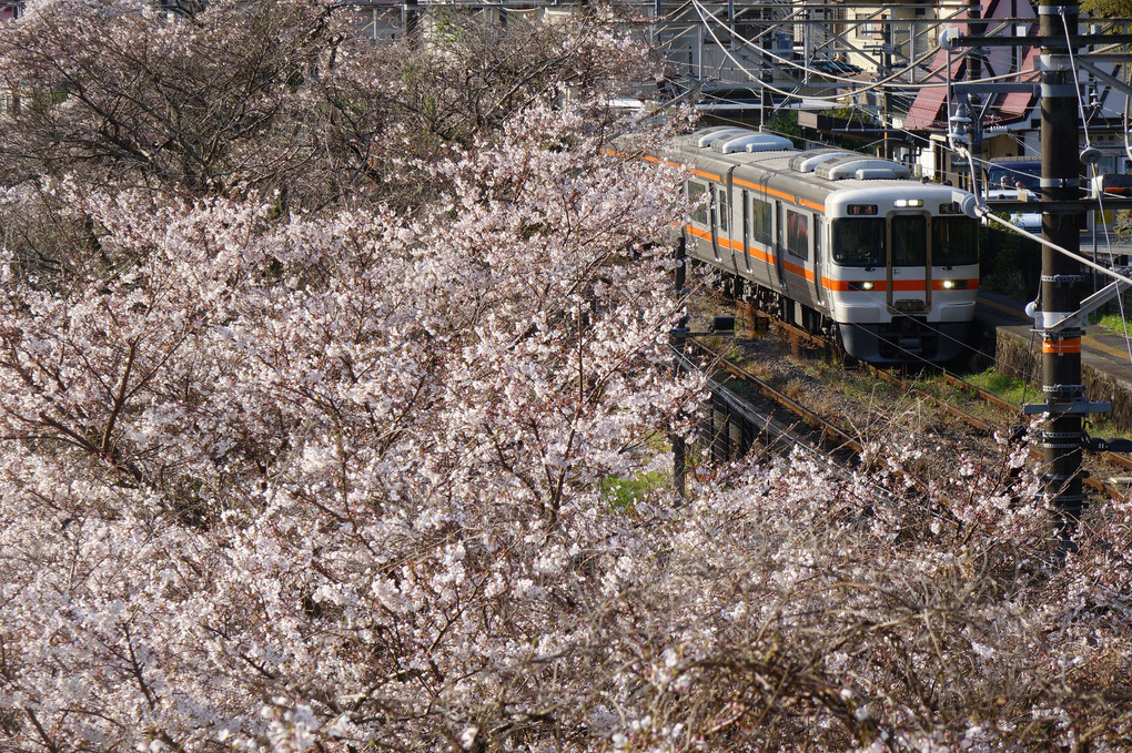 来年の桜は、ゆっくり花見でも‼