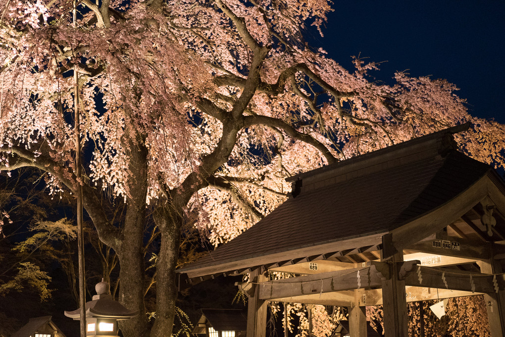 南湖神社の楽翁桜