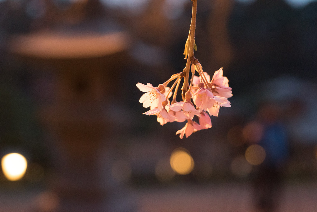 南湖神社の楽翁桜