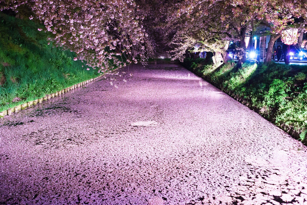 弘前公園 夜の花筏