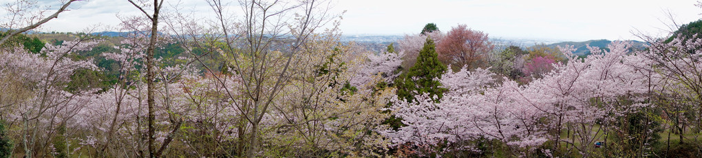弘川寺の桜山
