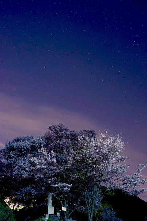 千年桜を廻る北斗七星