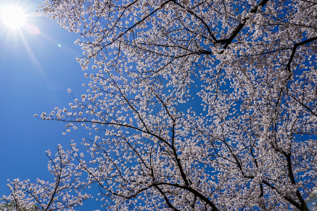 青空に満天の桜