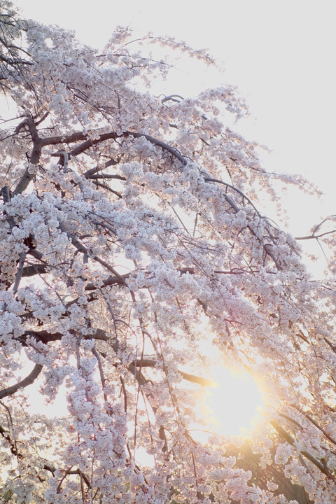 一重白彼岸桜に落陽