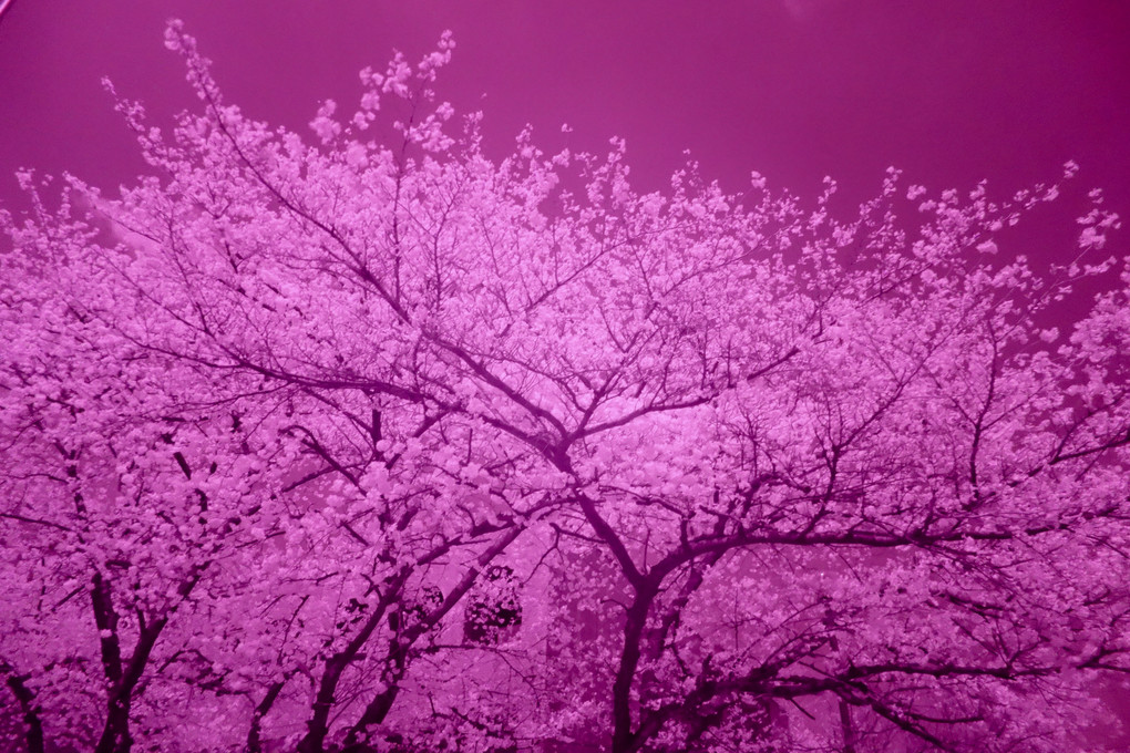 桜の赤外写真はあまり意味がない