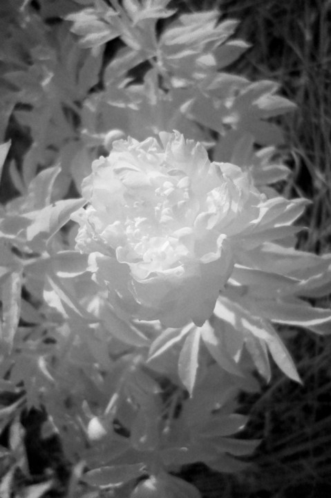 白い芍薬 赤外線写真