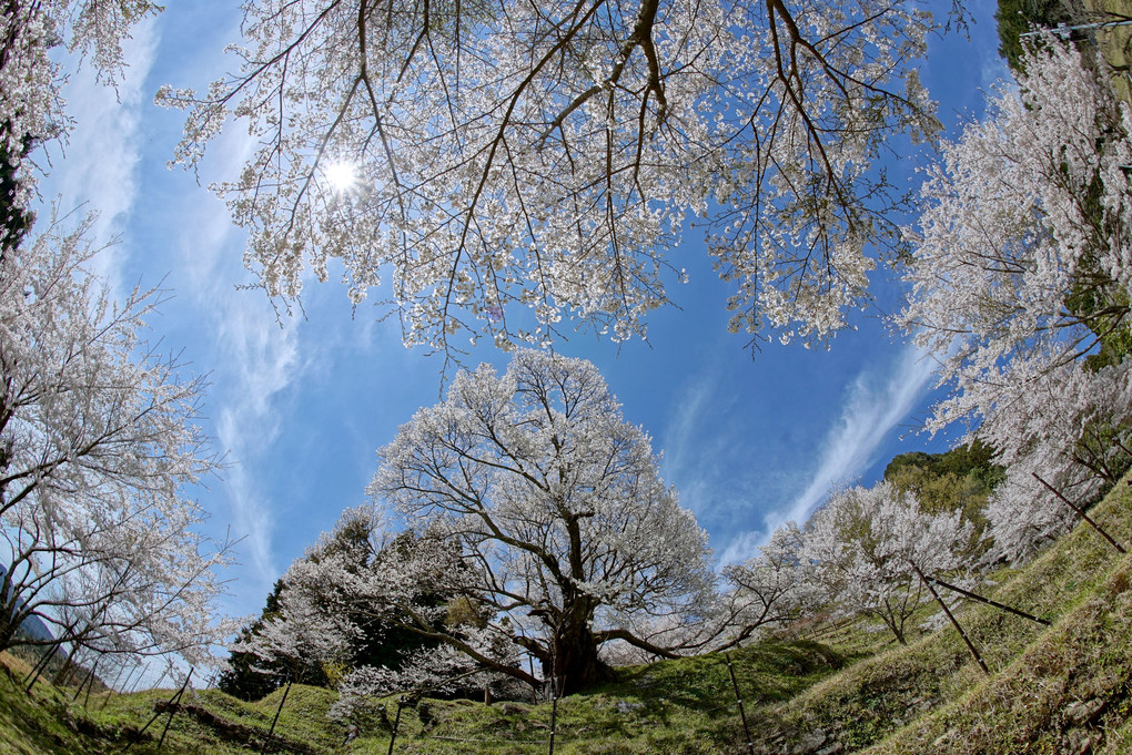 一千年の桜の園