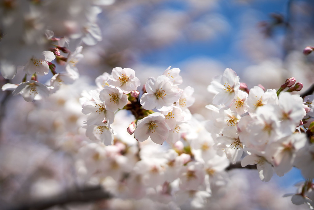 桜満開