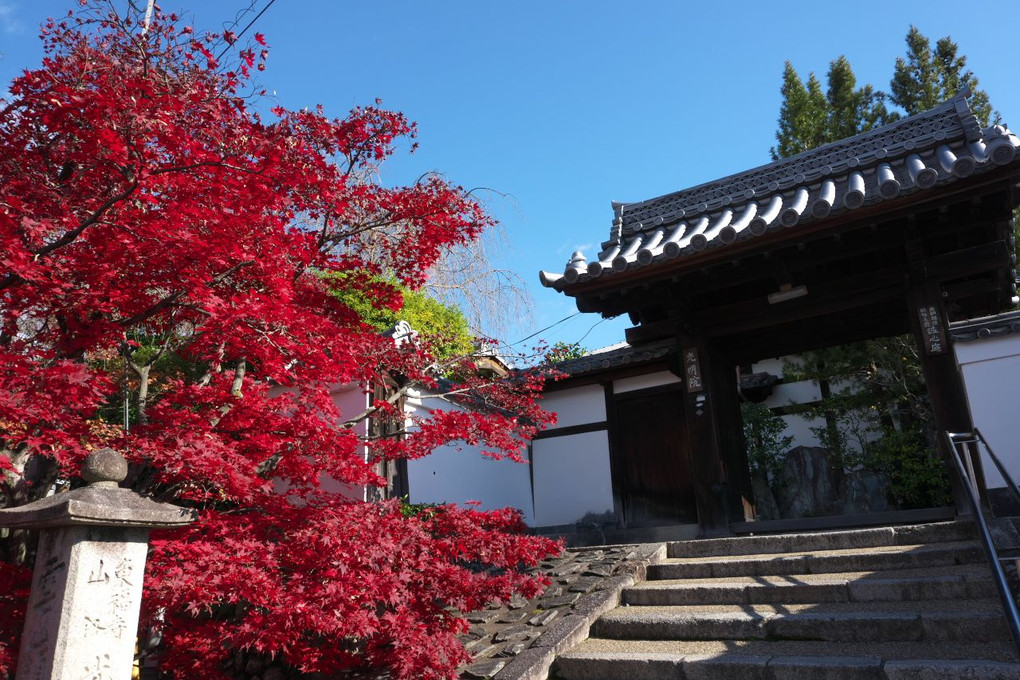 東福寺 光明院の紅葉